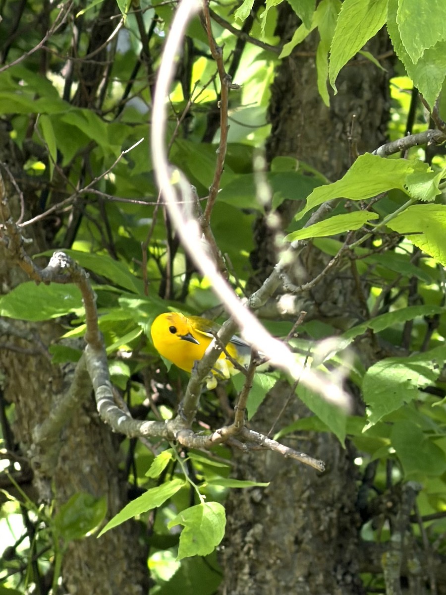 Prothonotary Warbler - ML658275138