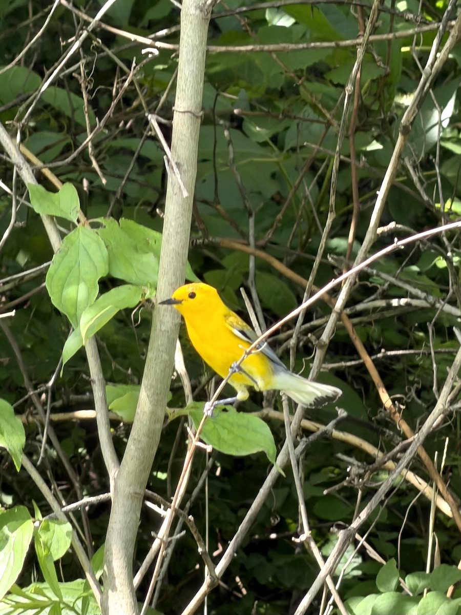 Prothonotary Warbler - ML658275153