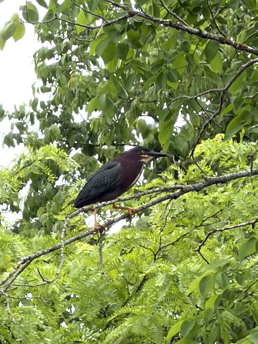 Green Heron - ML658275223