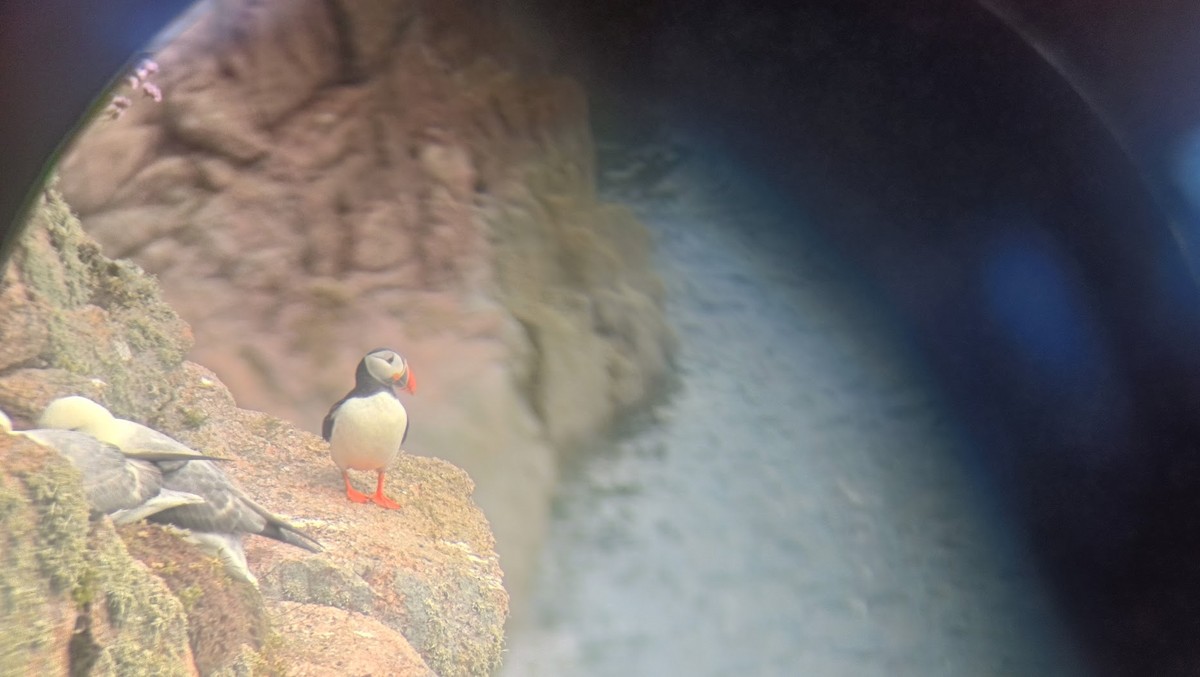 Atlantic Puffin - ML658277318