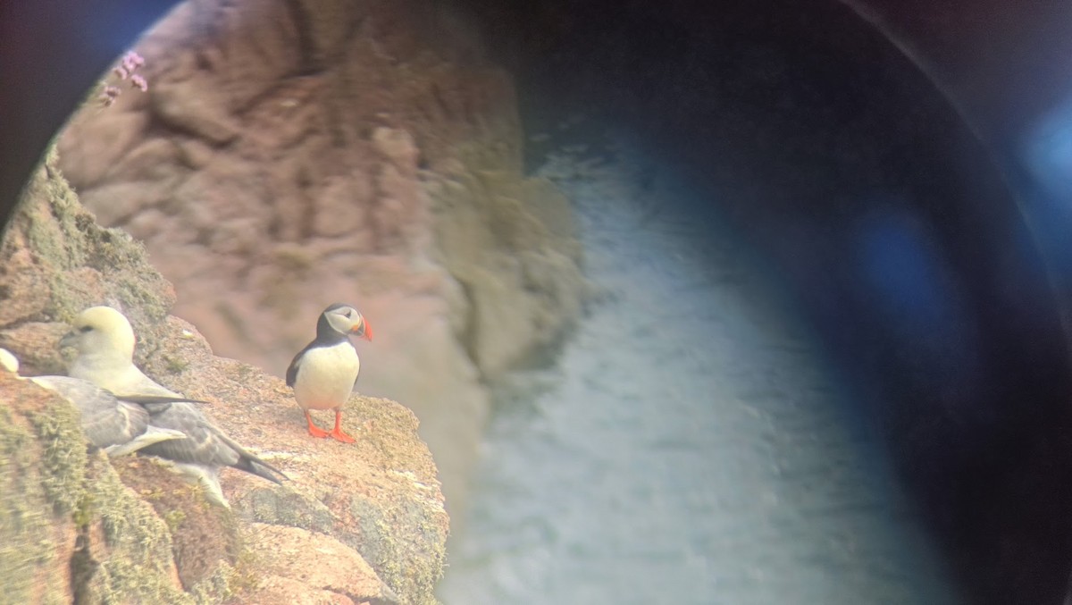 Atlantic Puffin - ML658277329