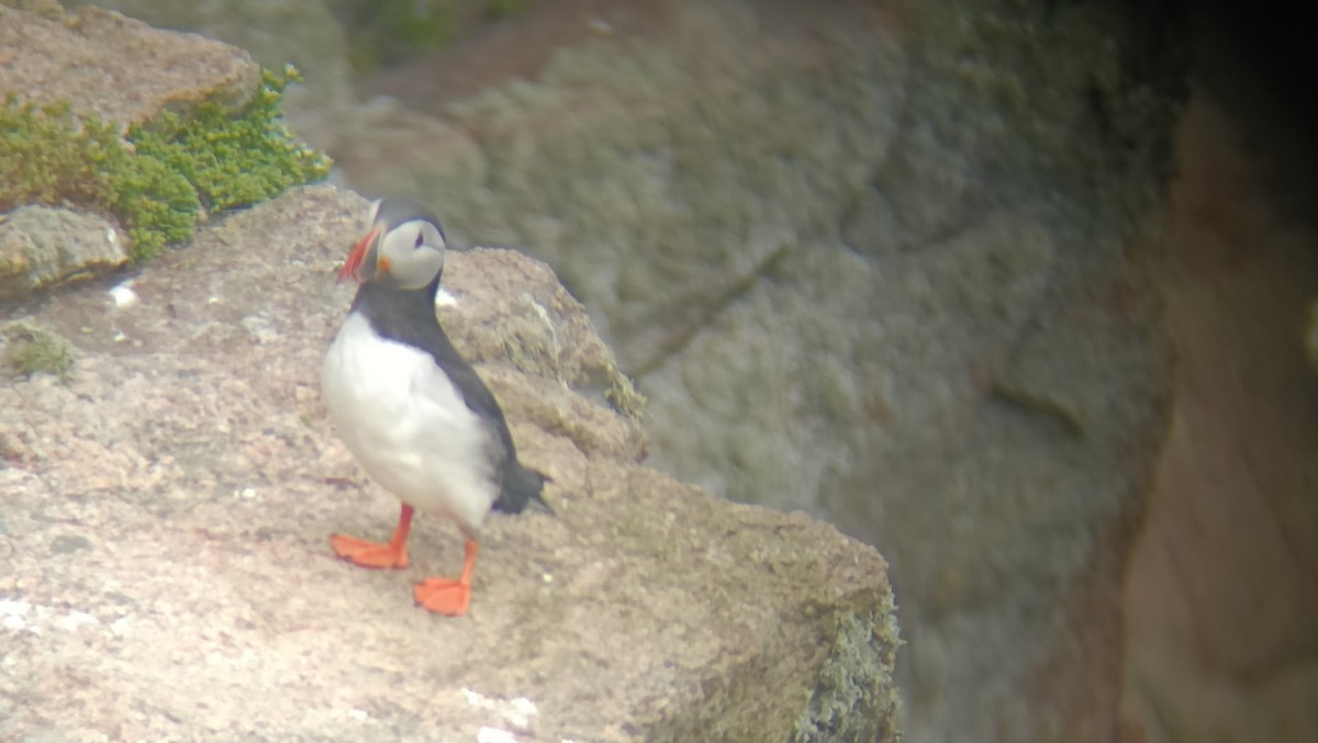 Atlantic Puffin - ML658277334