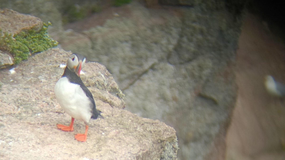 Atlantic Puffin - ML658277336