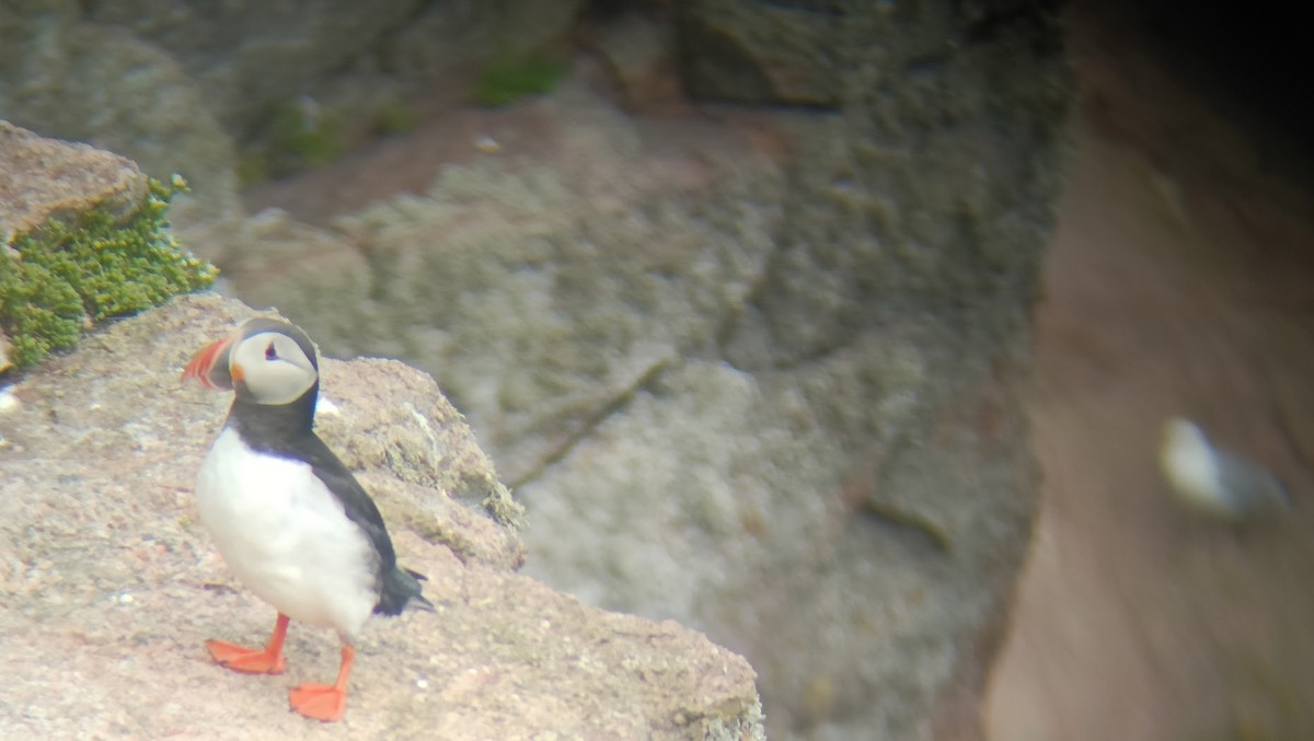 Atlantic Puffin - ML658277338