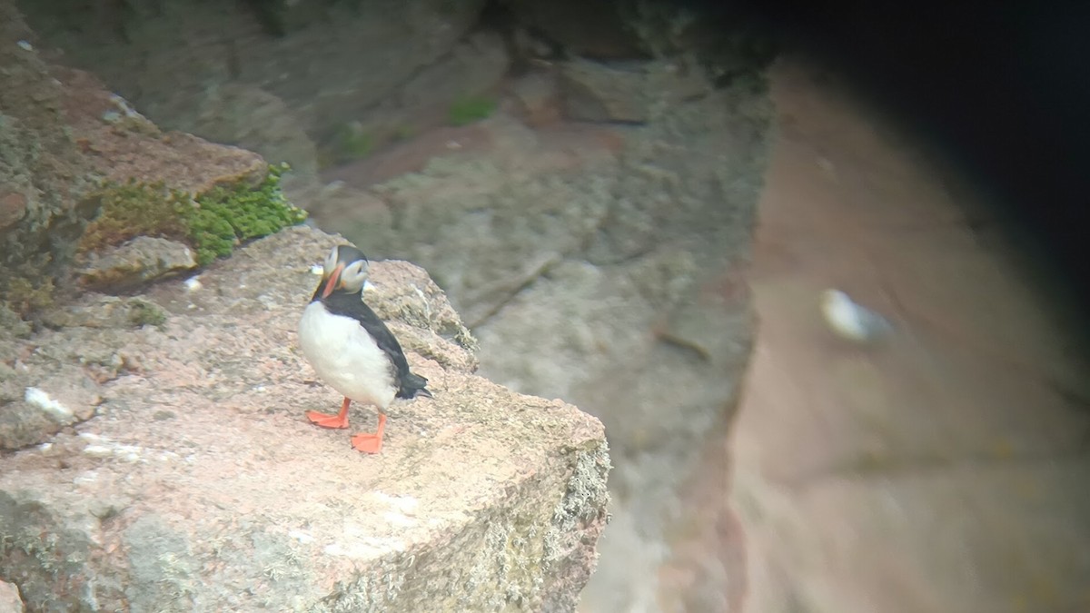 Atlantic Puffin - ML658277347