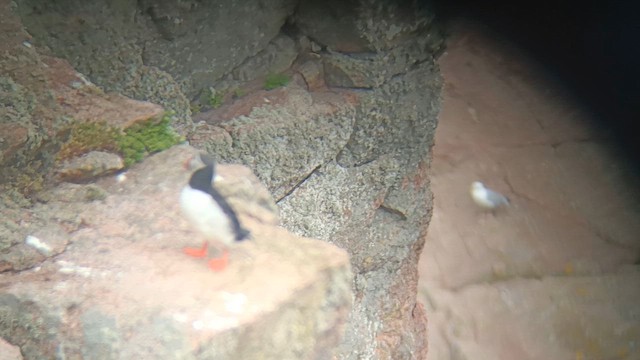 Atlantic Puffin - ML658277450