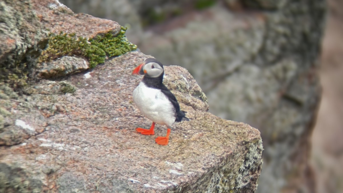 Atlantic Puffin - ML658277462