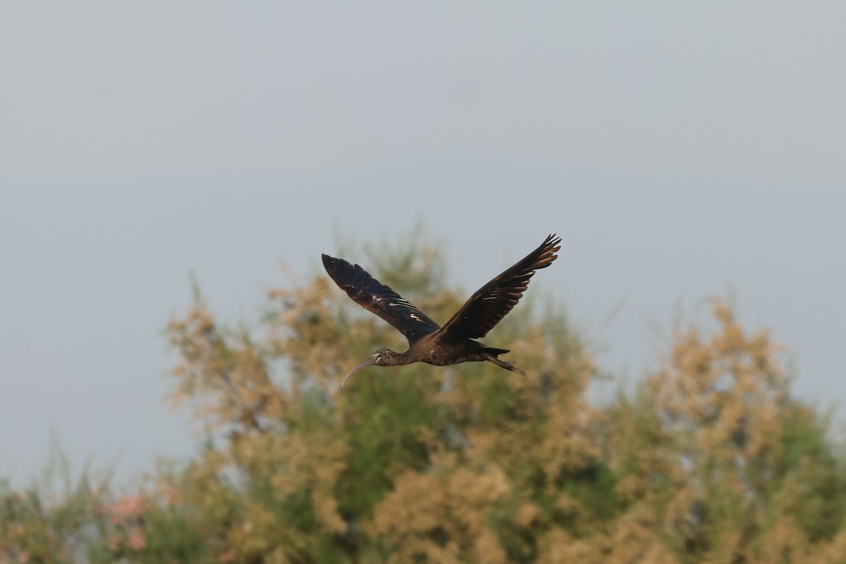 Glossy Ibis - ML658281351