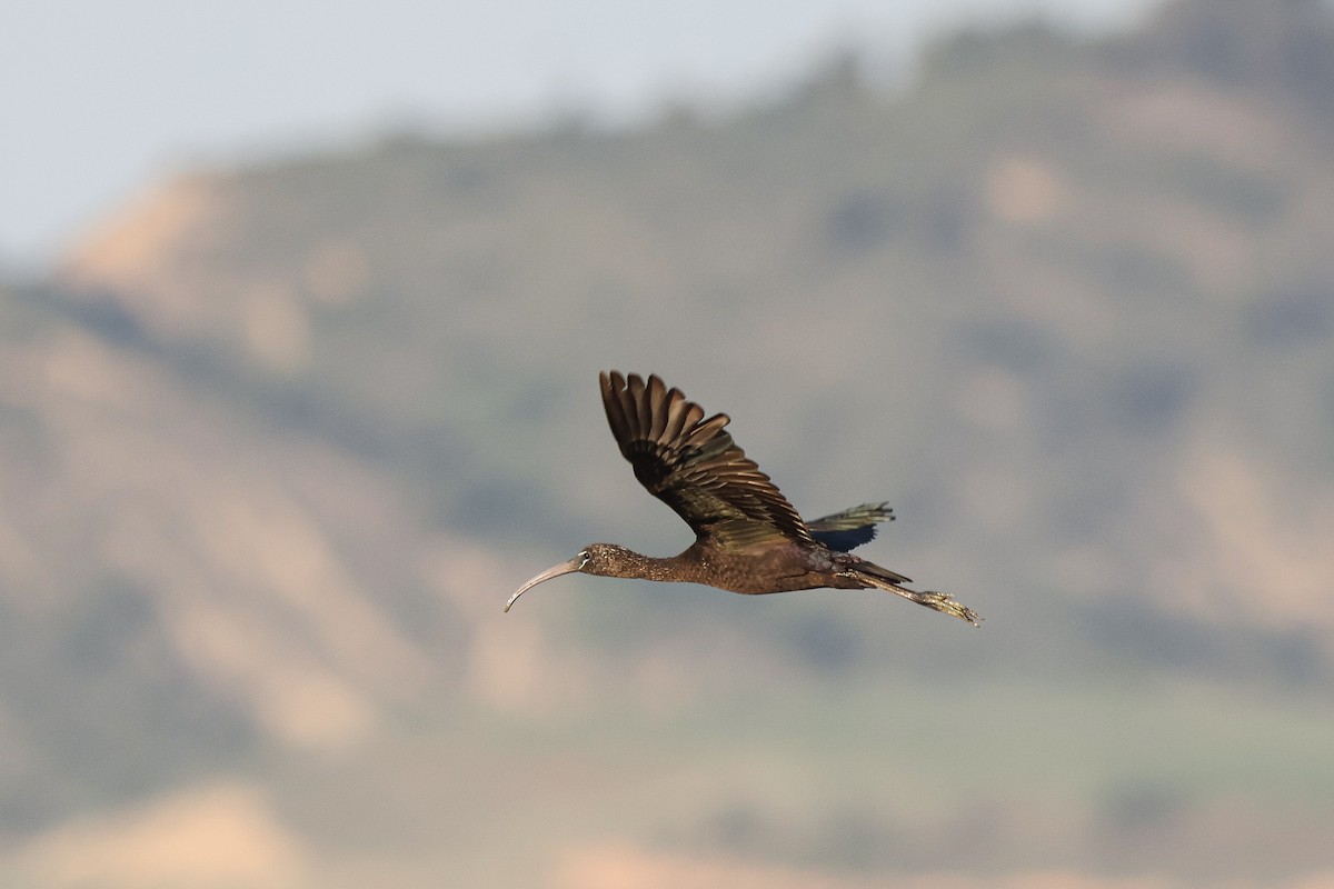 Glossy Ibis - ML658281352