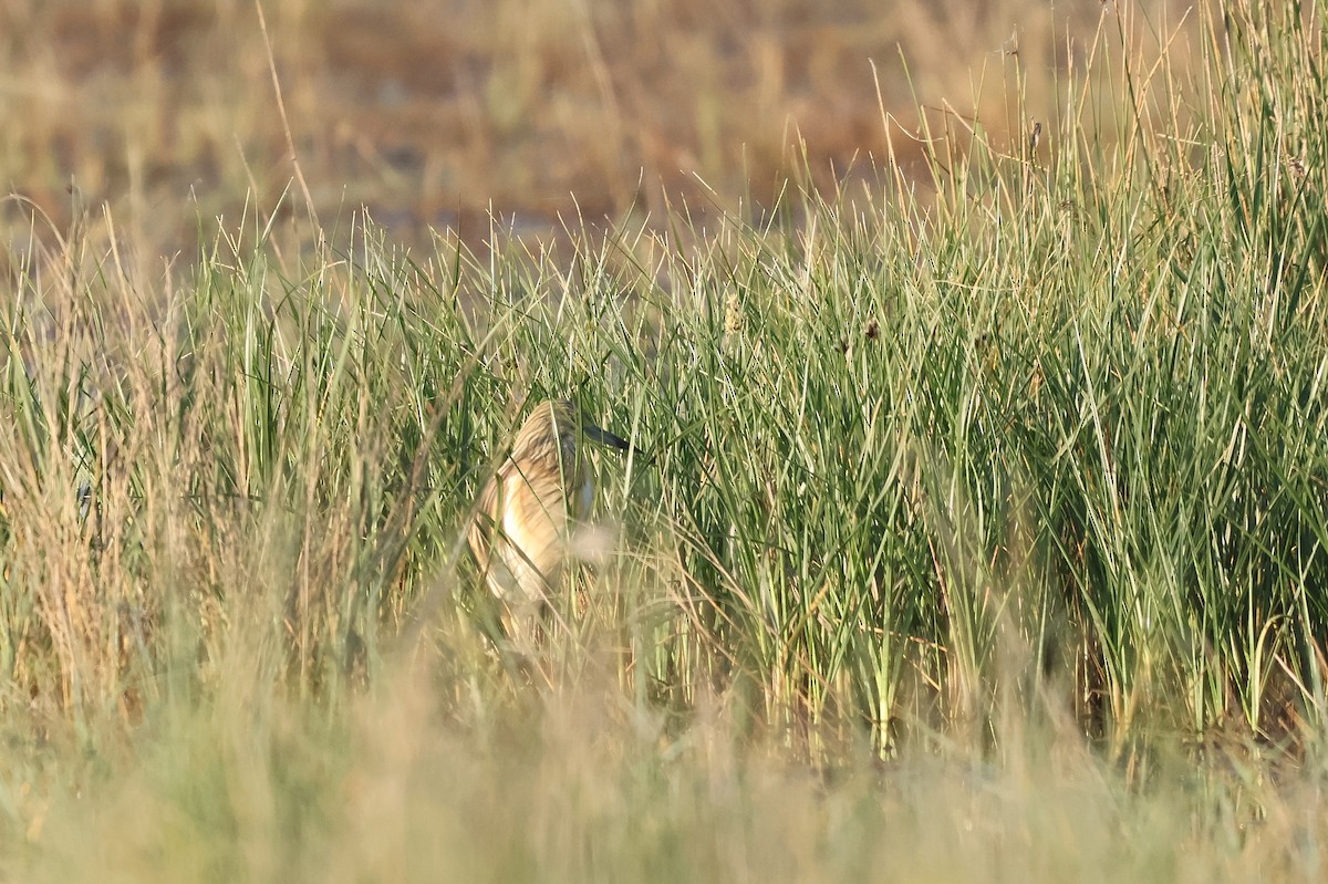 Squacco Heron - ML658281372