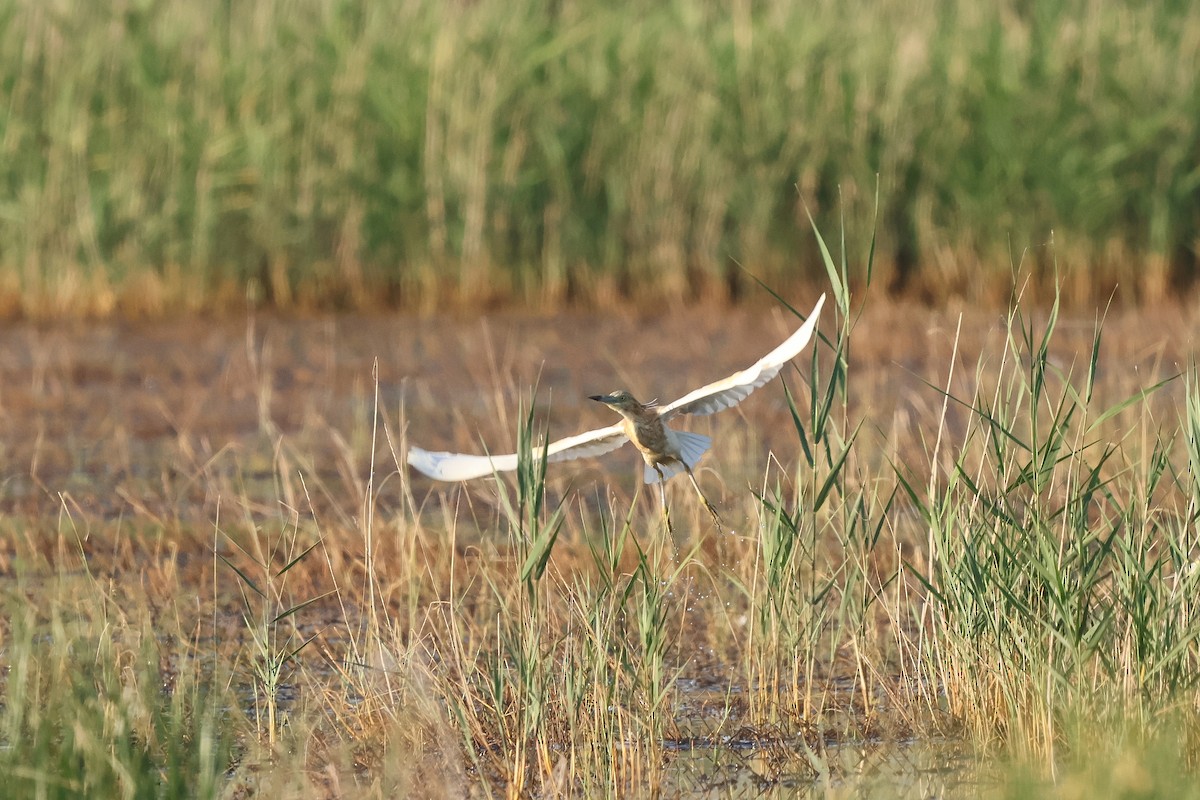 Squacco Heron - ML658281373