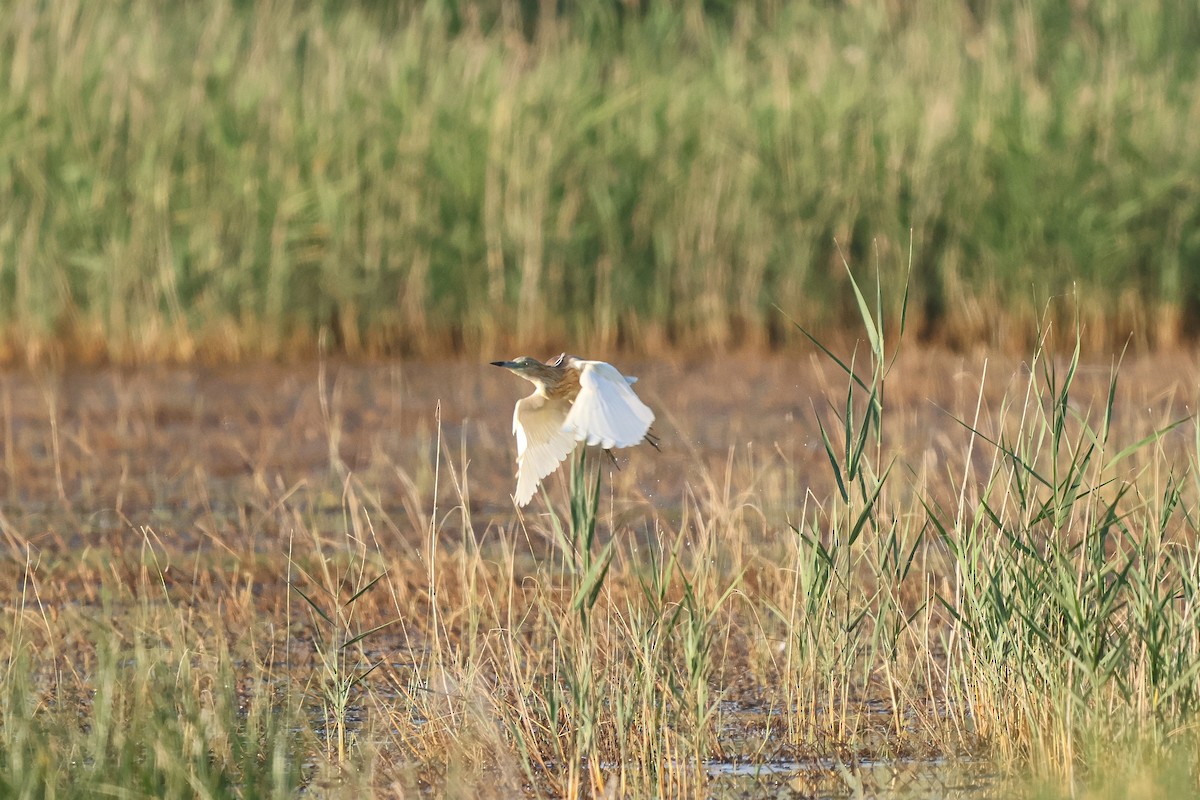 Squacco Heron - ML658281375