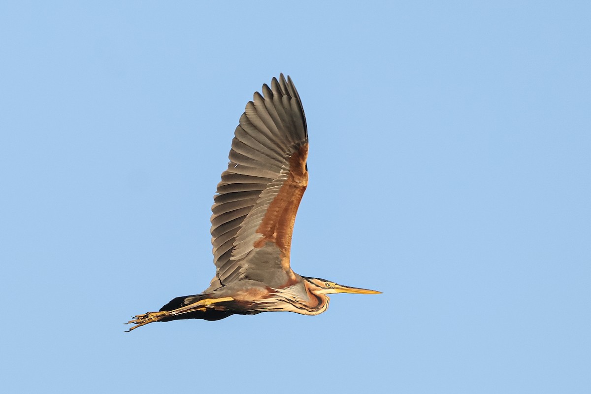 Purple Heron - ML658281390