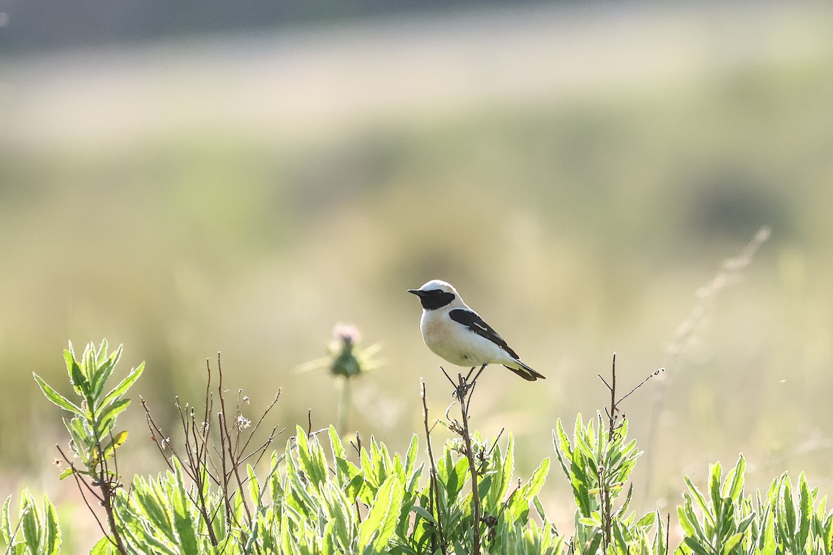Western Black-eared Wheatear - ML658281420