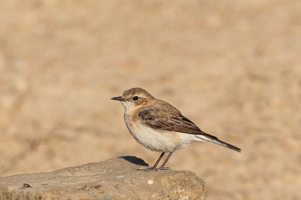Western Black-eared Wheatear - ML658281421