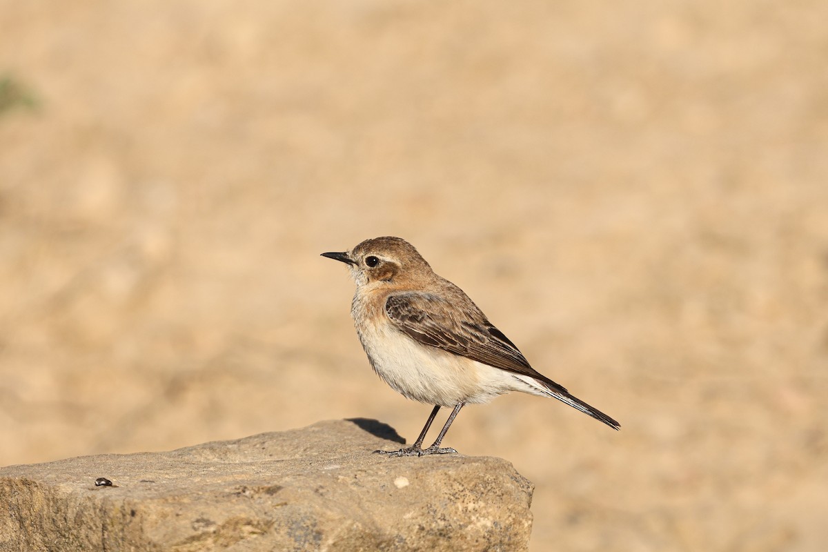 Western Black-eared Wheatear - ML658281423