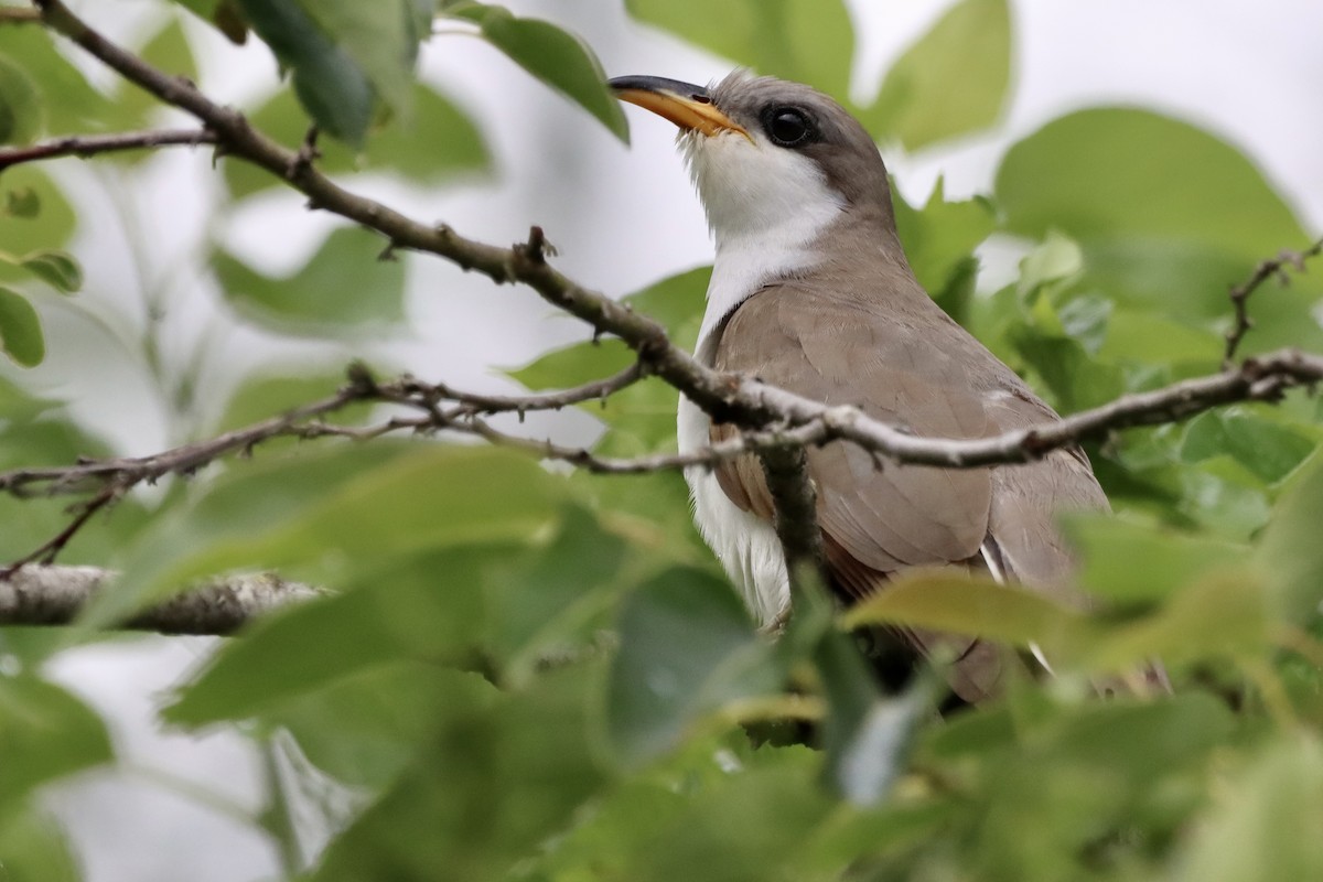 Yellow-billed Cuckoo - ML658281520