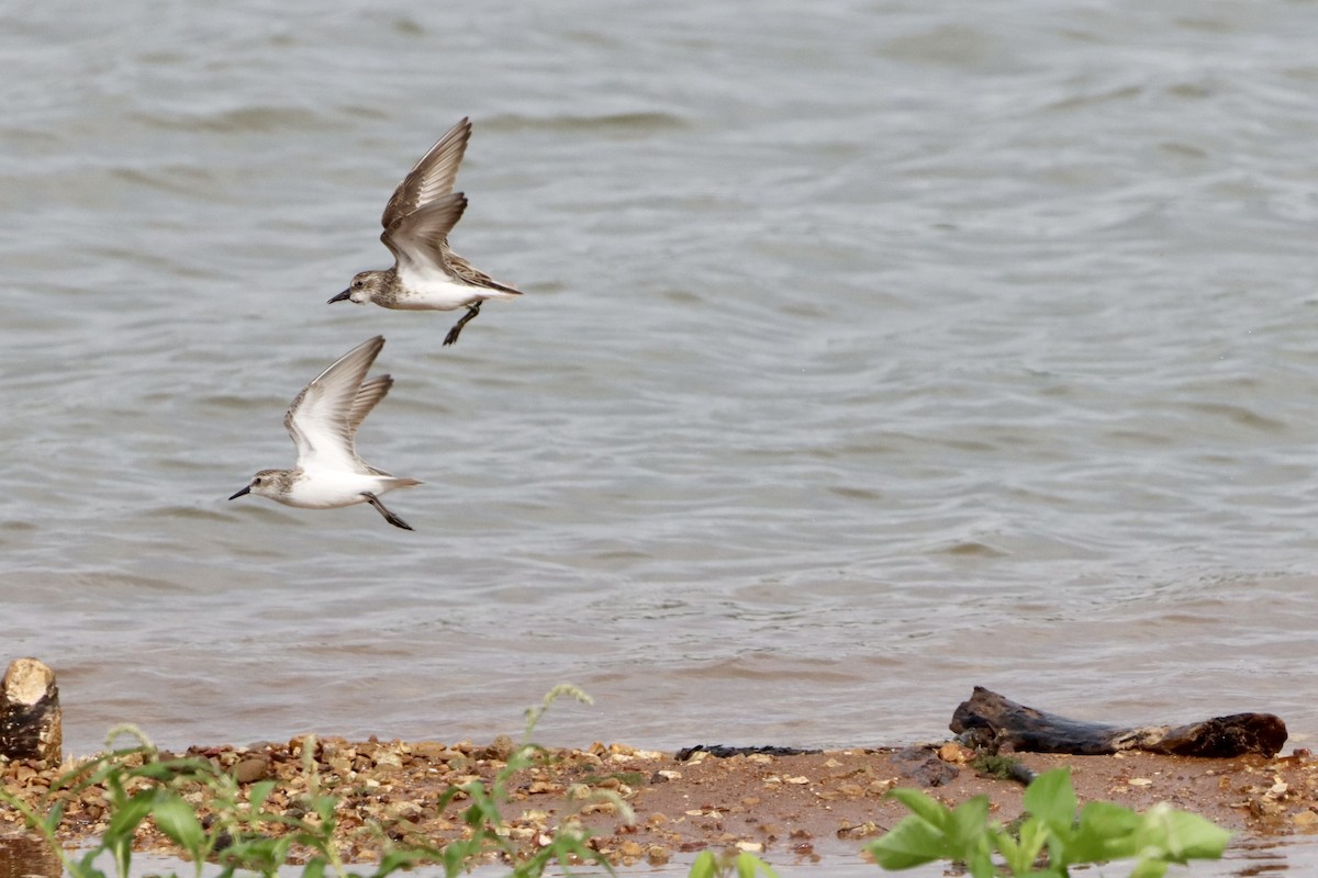 Semipalmated Sandpiper - ML658281616