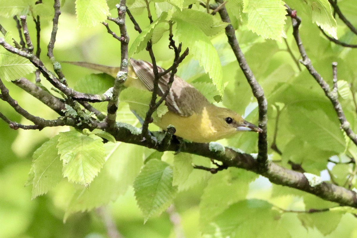 Orchard Oriole - ML658281637