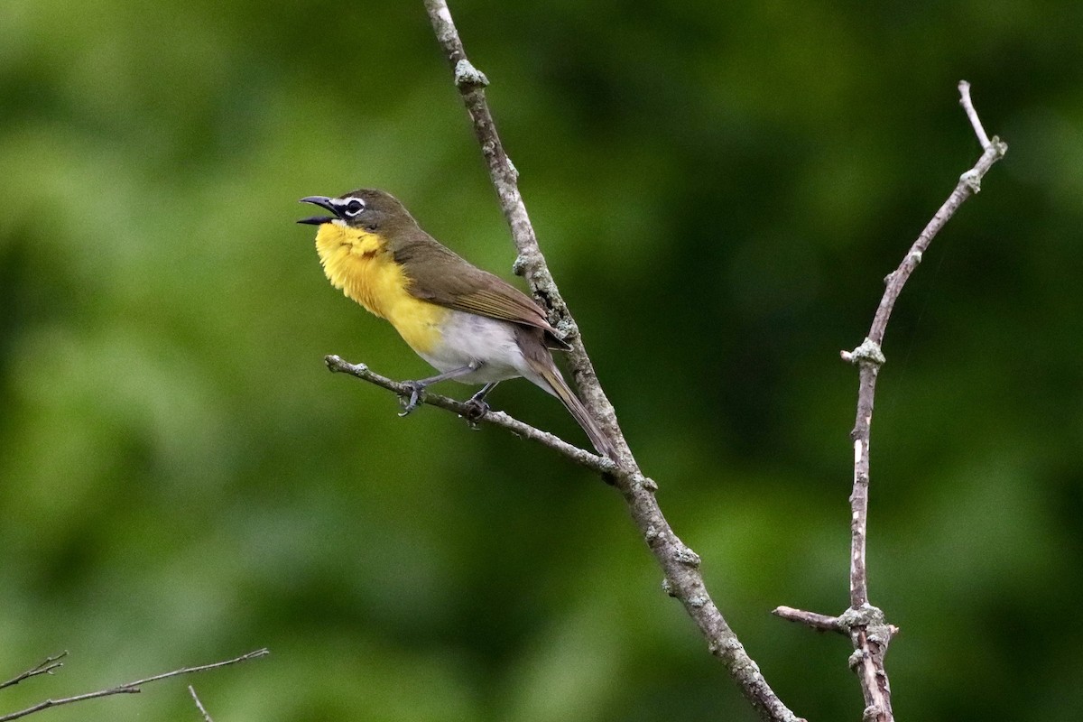 Yellow-breasted Chat - ML658281702