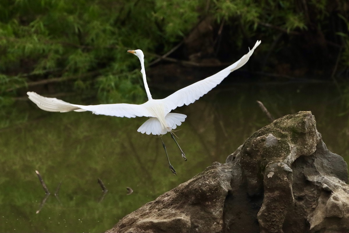 Great Egret - ML658281720