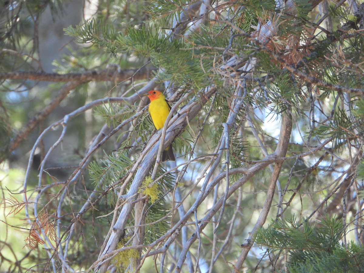 Western Tanager - ML658283306