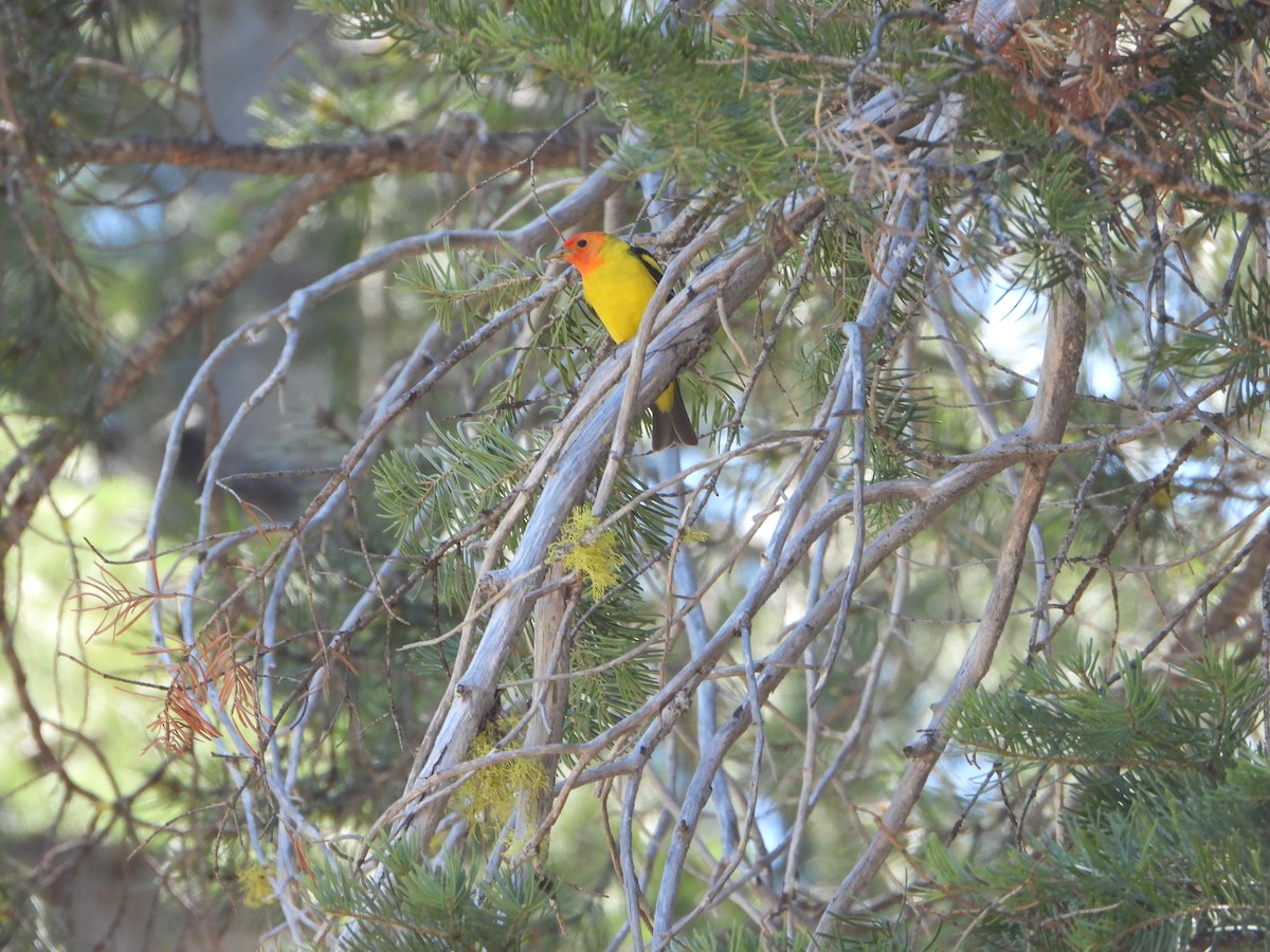 Western Tanager - ML658283307