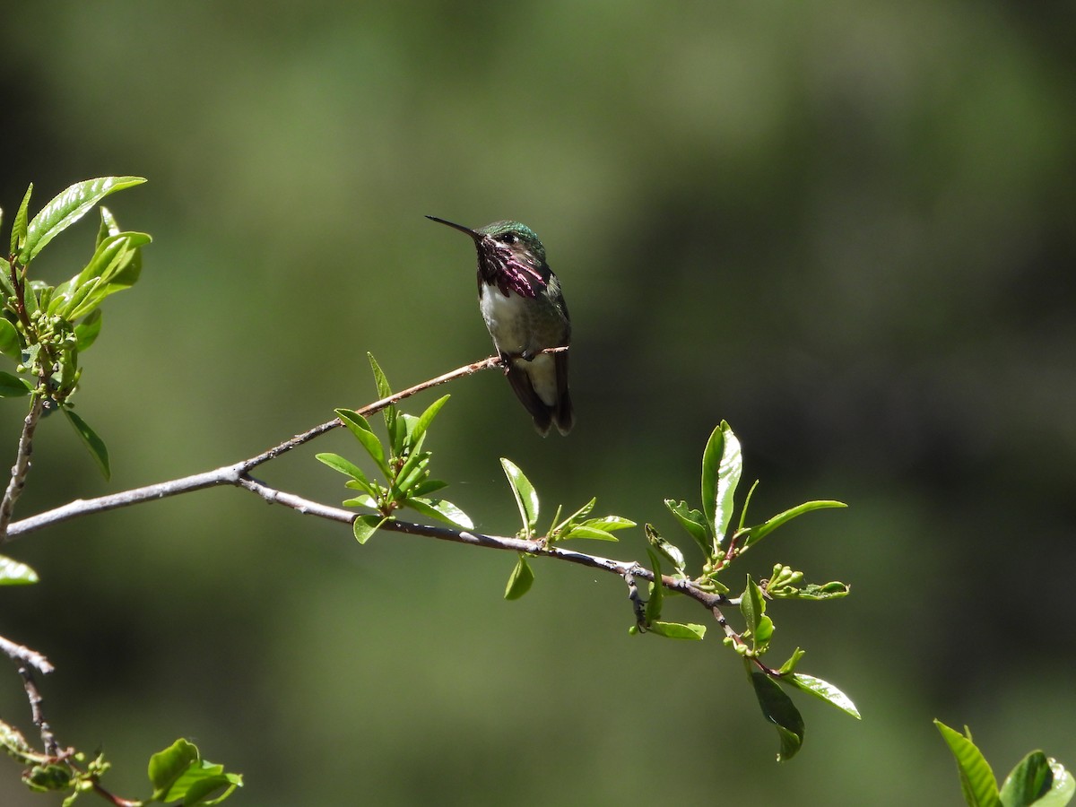 Calliope Hummingbird - ML658283335