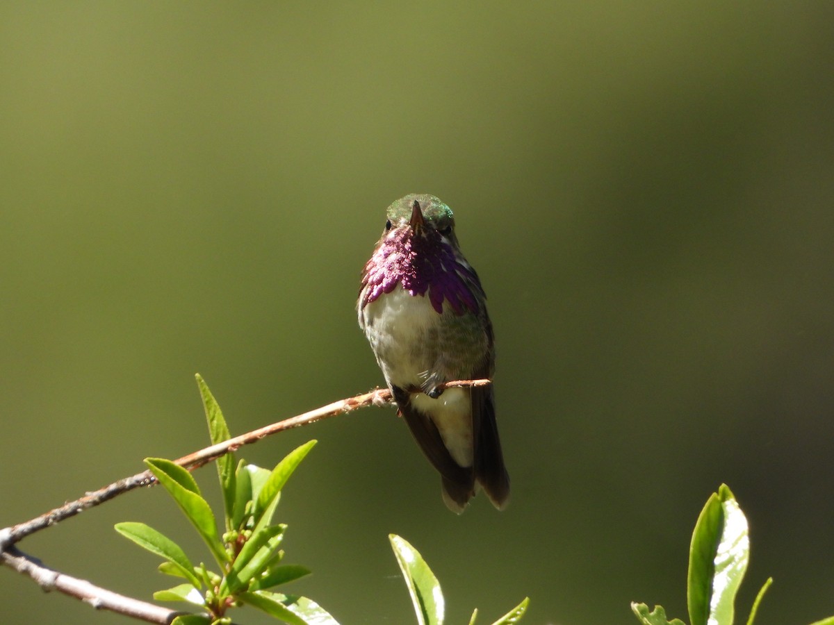Calliope Hummingbird - ML658283343