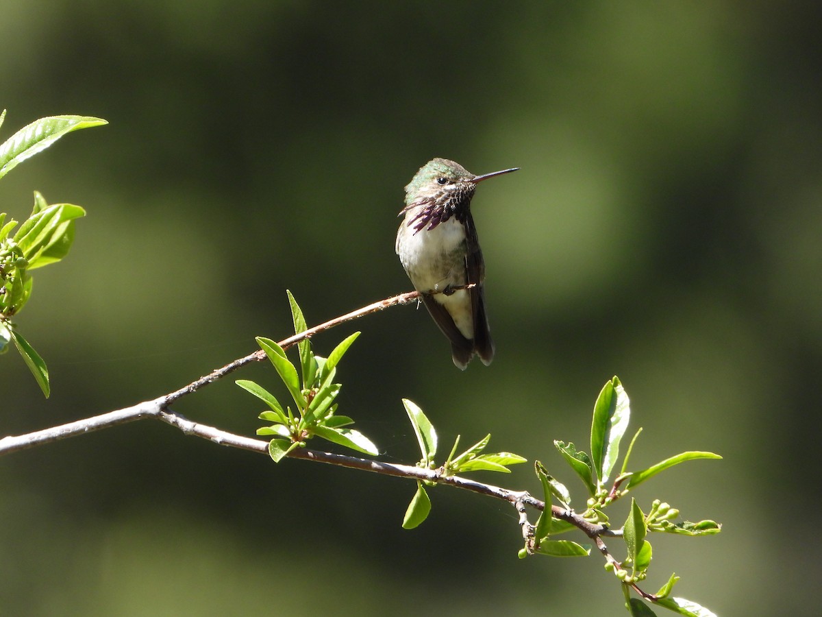 Calliope Hummingbird - ML658283345