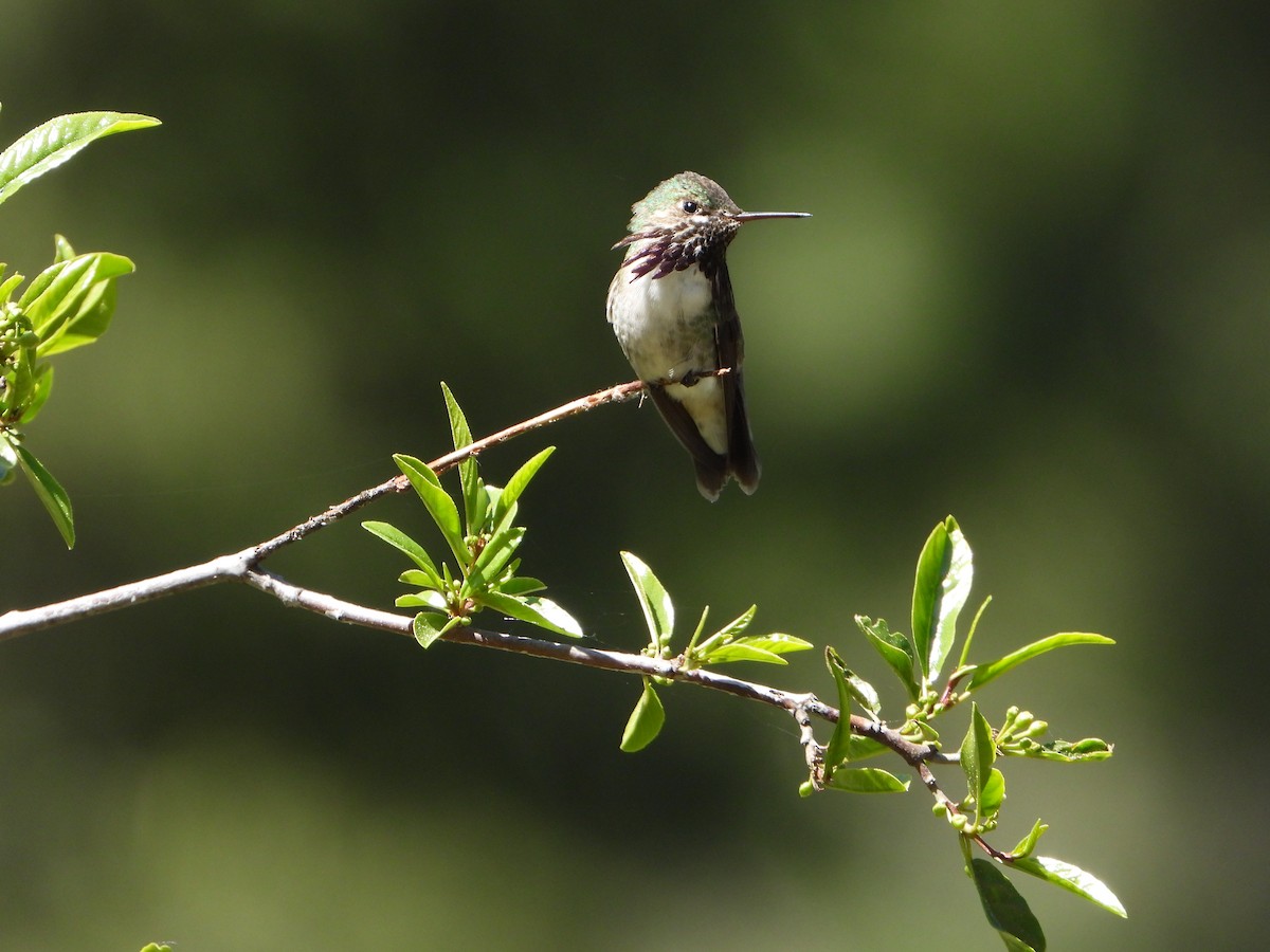 Calliope Hummingbird - ML658283349