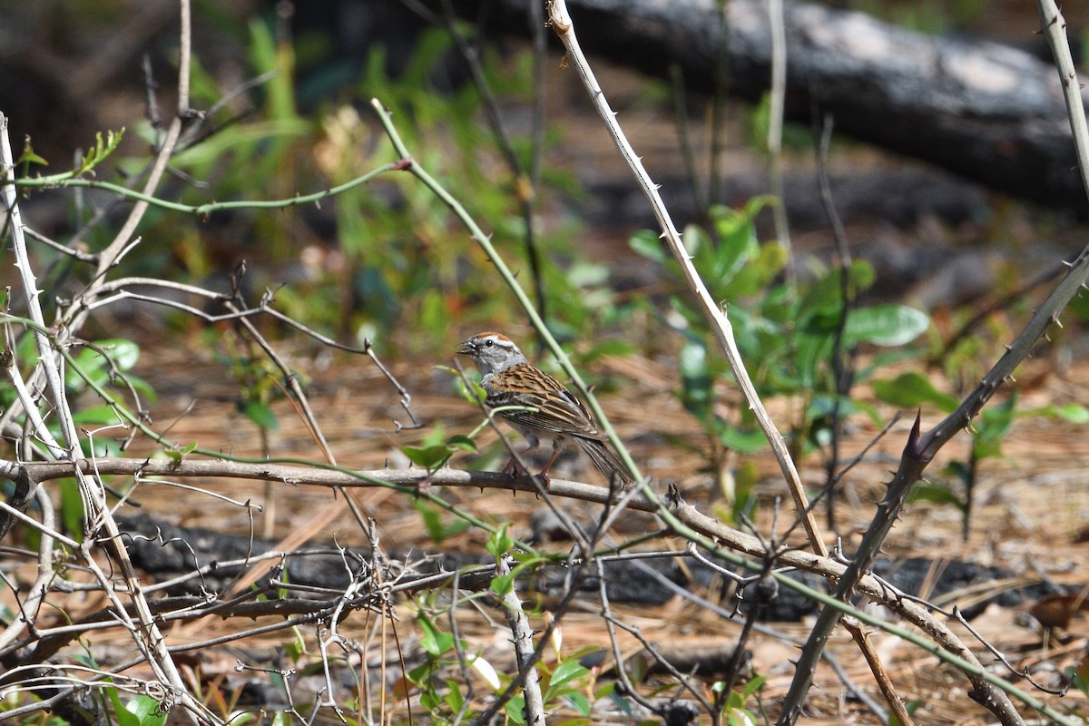 Chingolo Cejiblanco - ML658285555