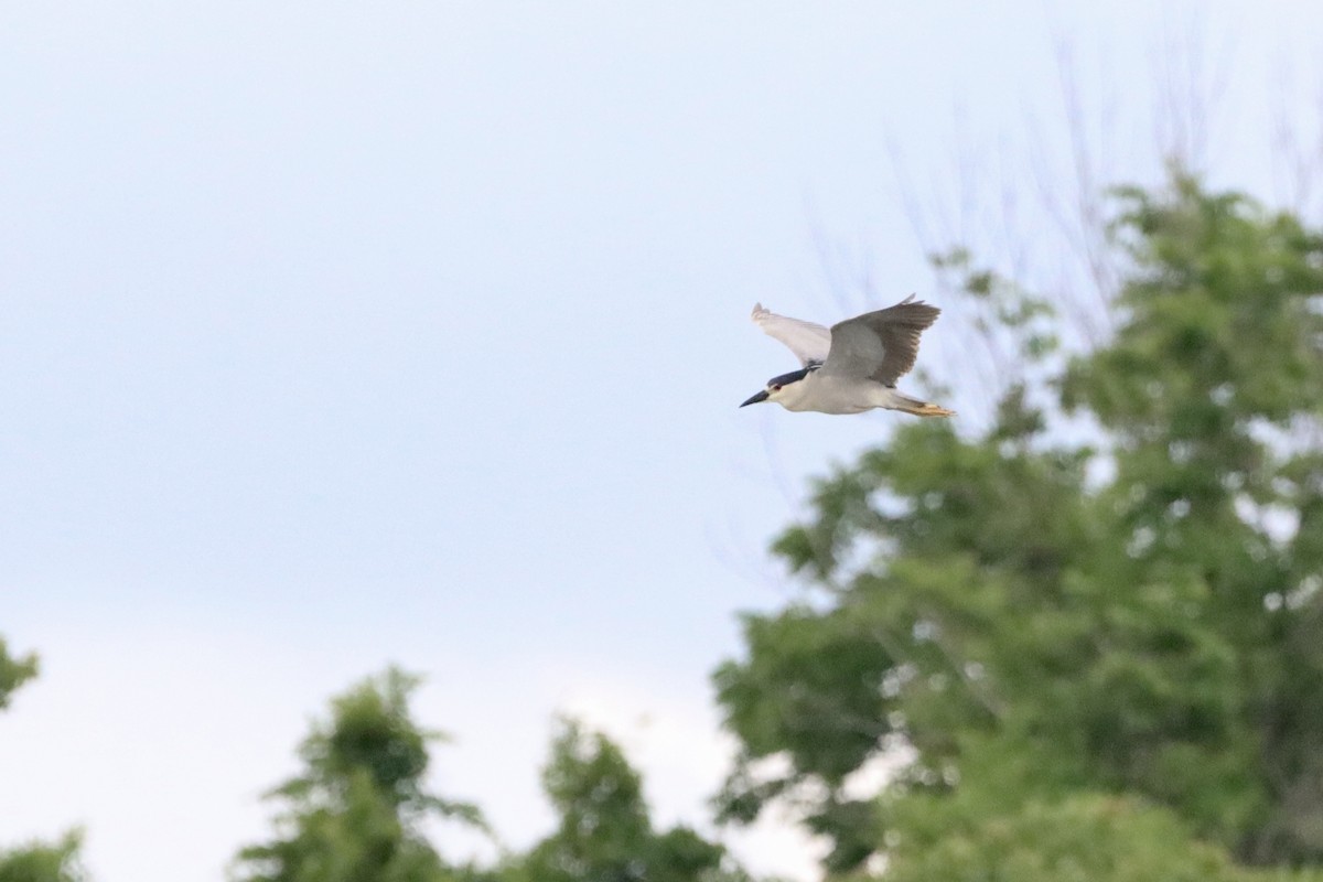 Black-crowned Night Heron - ML658286084