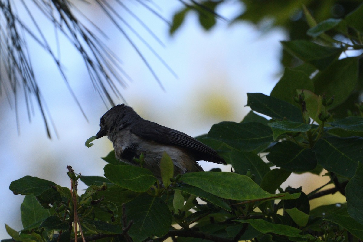 Herrerillo Bicolor - ML658286708