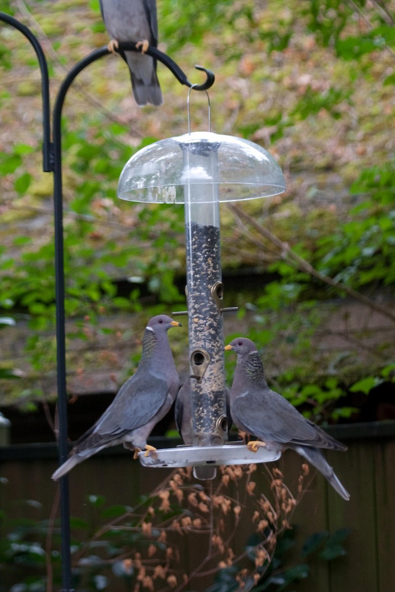 Band-tailed Pigeon - Craig Tumer