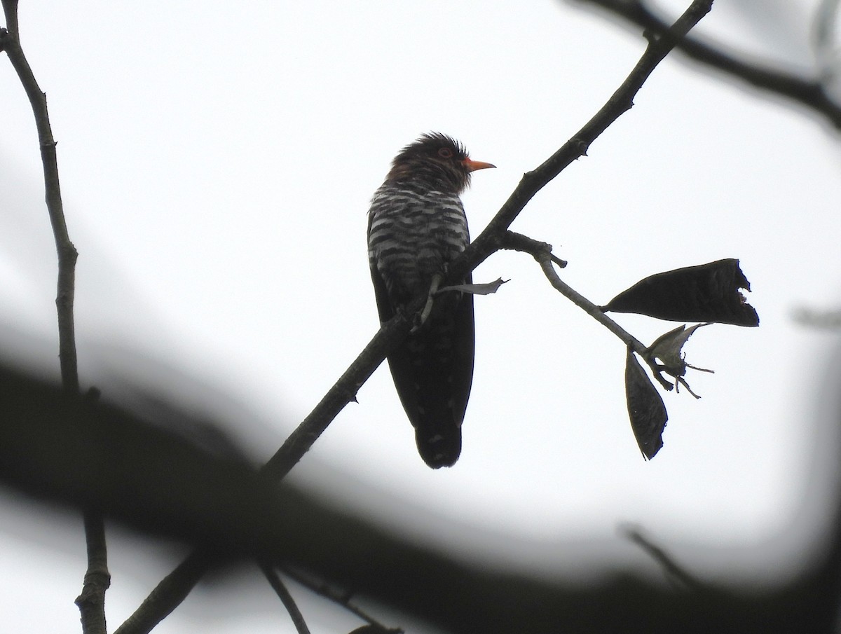 eBird Checklist - 27 Apr 2026 - Kaziranga NP & Surroundings--Diring Tea ...