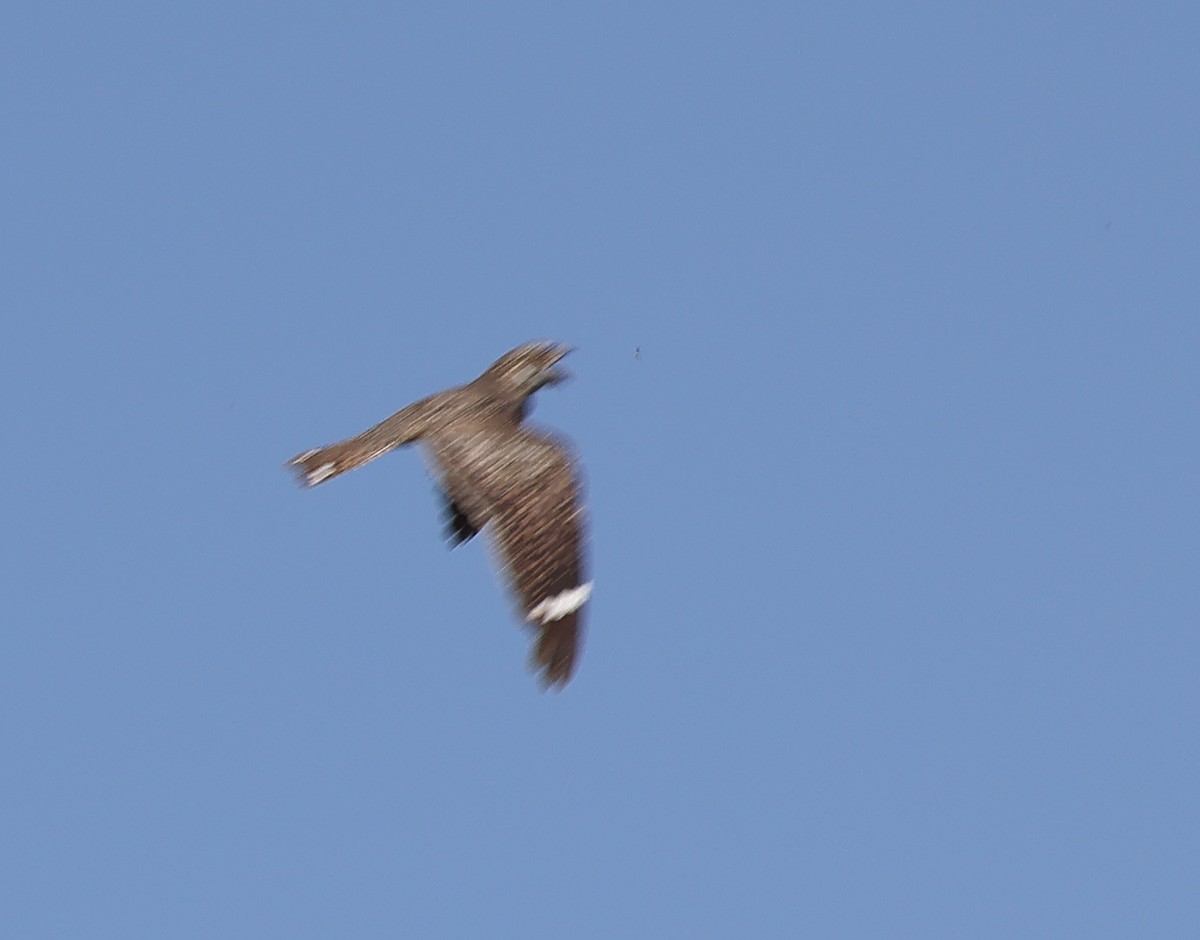 California Bird Atlas Checklist - 23 May 2026 - Piute Ponds (permit ...