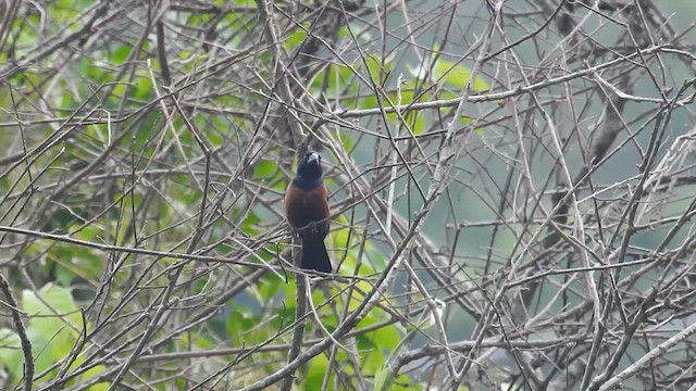 Chestnut-bellied Seed-Finch - ML658294203