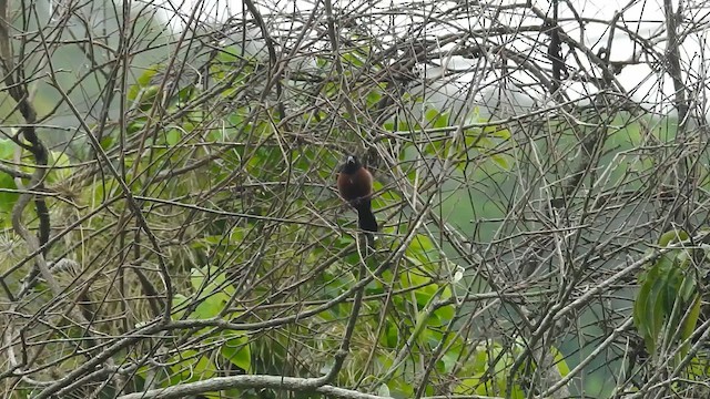 Chestnut-bellied Seed-Finch - ML658294206