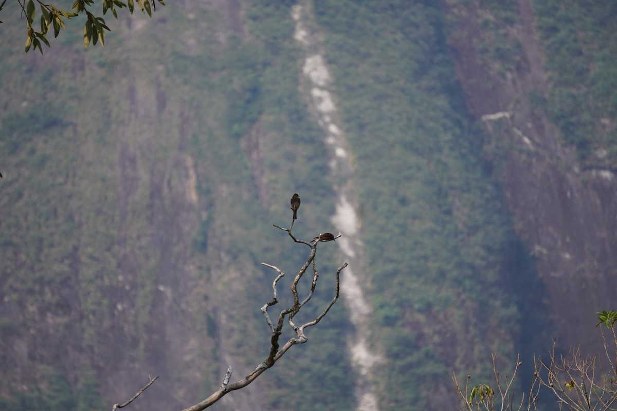 Cliff Flycatcher - ML658294463