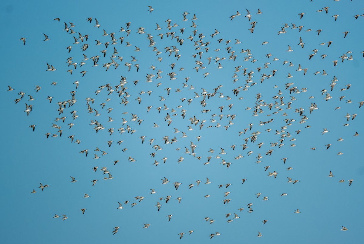 Great Knot - Calidris tenuirostris - Media Search - Macaulay Library ...