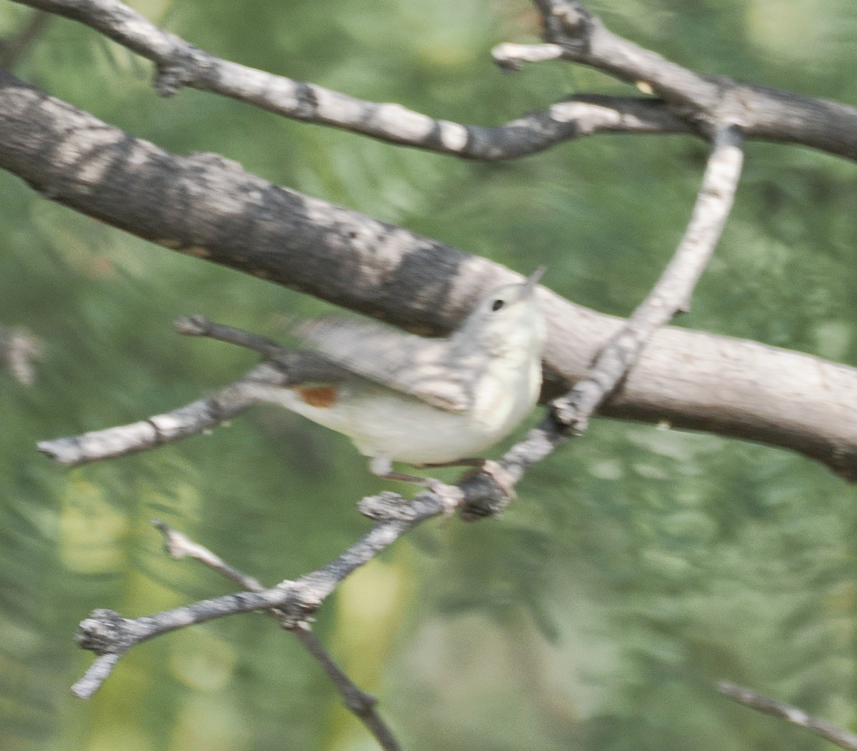 mesquiteparula - ML658295081