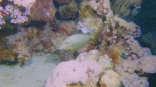 Pesce unicorno spine blu - ML658295367
