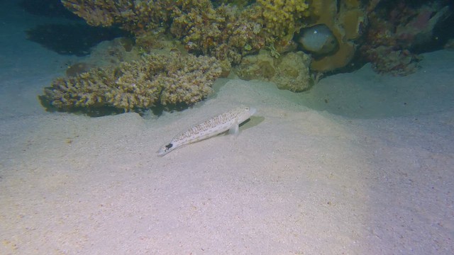 Perca di sabbia maculata - ML658295368