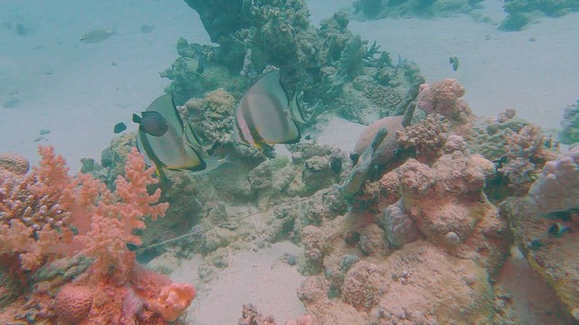 Pesce pipistrello bruno - ML658295372