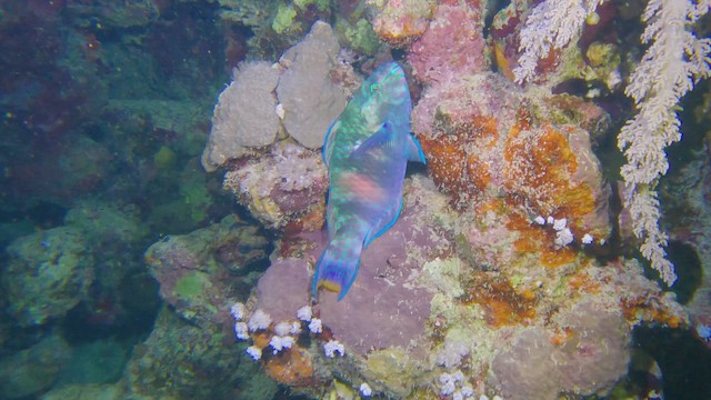 Pesce pappagallo bruno-violaceo - ML658295376