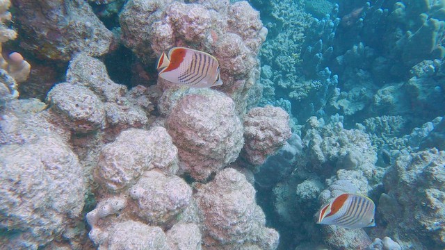 Pesce farfalla eritreo - ML658295377