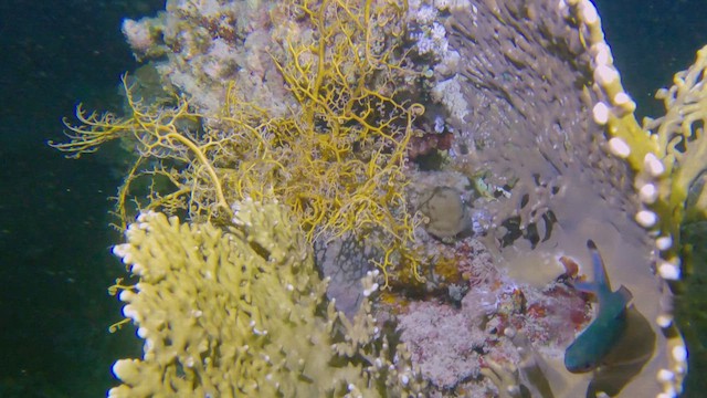 null - ML658295378