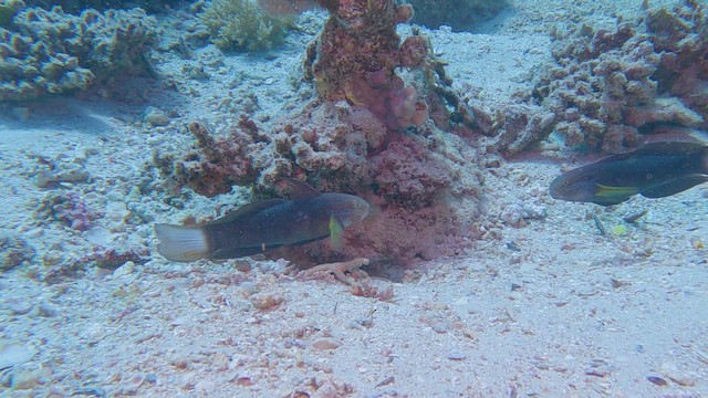 Tailspot Goby - ML658295380