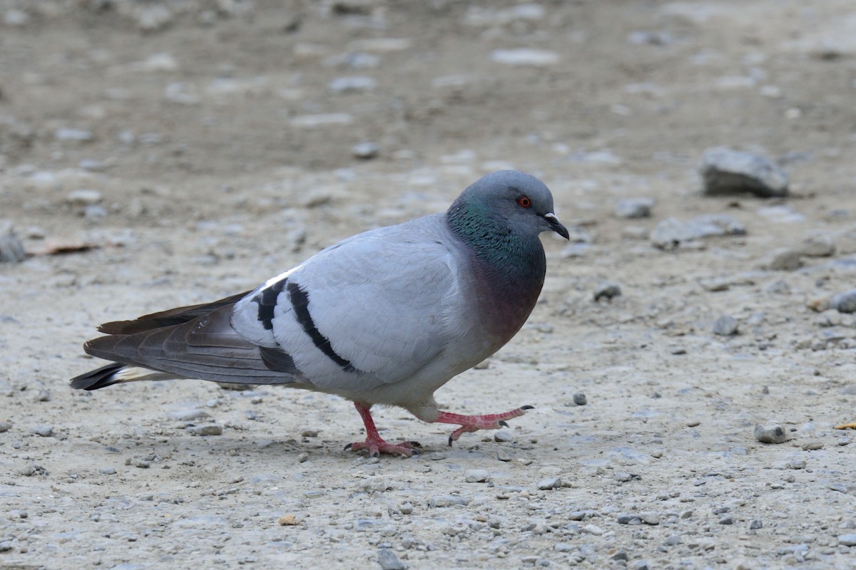 Pigeon des rochers - ML65829561